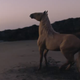 Image for article titled A Deep Dive Into This Burberry Commercial With a Horse and Adam Driver
